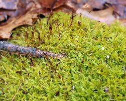 Attēlu rezultāti vaicājumam “Callicladium haldanianum”