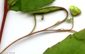 Attēlu rezultāti vaicājumam “Impatiens noli-tangere leaf”