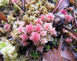Attēlu rezultāti vaicājumam “Sphagnum russowii”
