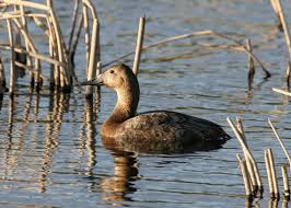 Image result for Aythya valisineria