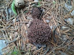Image result for Podoscypha multizonata