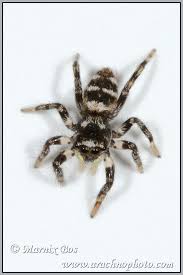 Attēlu rezultāti vaicājumam “Salticus scenicus”