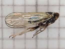 Attēlu rezultāti vaicājumam “Javesella pellucida”