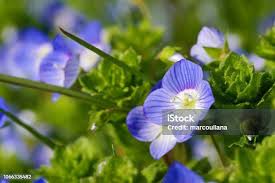 Attēlu rezultāti vaicājumam “Veronica persica flower”