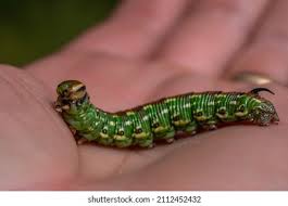 Attēlu rezultāti vaicājumam “Sphinx pinastri larva”