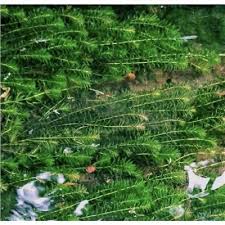 「水蘊草」的圖片搜尋結果