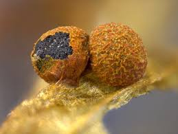 Attēlu rezultāti vaicājumam “Physarum rubiginosum macro”