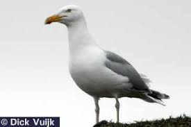 Attēlu rezultāti vaicājumam “Larus argentatus”