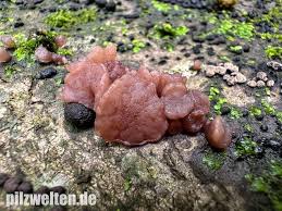 Attēlu rezultāti vaicājumam “Neobulgaria pura”