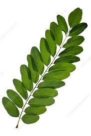 Attēlu rezultāti vaicājumam “Robinia pseudoacacia leaf”