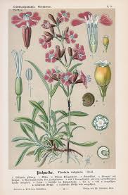 Image result for Pechnelke