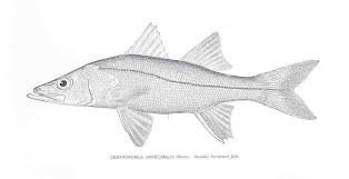 Image result for Centropomus undecimalis