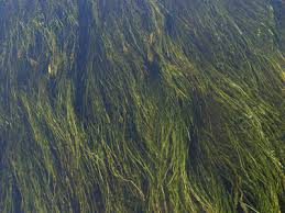 Attēlu rezultāti vaicājumam “Arcyria minuta stalked”