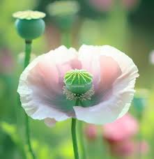 Attēlu rezultāti vaicājumam “Papaver somniferum flower”
