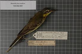 Attēlu rezultāti vaicājumam “Motacillidae”