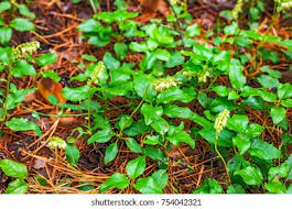 Attēlu rezultāti vaicājumam “Orthilia secunda leaf”