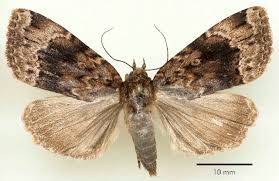 Attēlu rezultāti vaicājumam “Amphipyra”