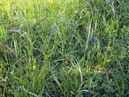 Attēlu rezultāti vaicājumam “Festuca gigantea”