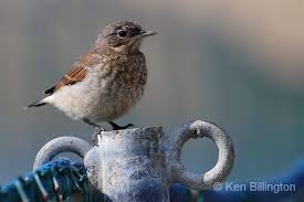 Attēlu rezultāti vaicājumam “Oenanthe oenanthe”