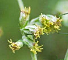 Attēlu rezultāti vaicājumam “Artemisia vulgaris flower”