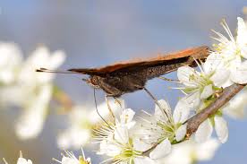 Attēlu rezultāti vaicājumam “Inachis io upperside”