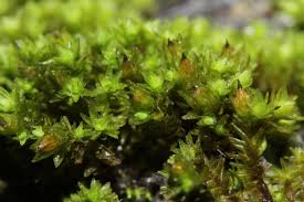 Attēlu rezultāti vaicājumam “Orthotrichum diaphanum”