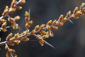 Attēlu rezultāti vaicājumam “Hippophae rhamnoides leaf”
