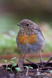 Attēlu rezultāti vaicājumam “Erithacus rubecula juvenile”