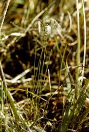 Attēlu rezultāti vaicājumam “Trichophorum alpinum flower”