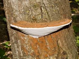 Attēlu rezultāti vaicājumam “Ganoderma applanatum”