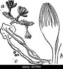 Attēlu rezultāti vaicājumam “Clastoderma debaryanum stalked”