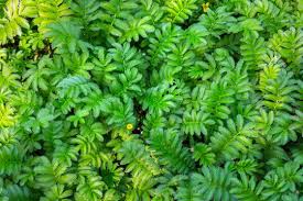 Image result for Potentilla anserina