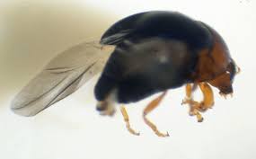 Attēlu rezultāti vaicājumam “Galerucella nymphaeae pupa”