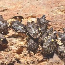 Attēlu rezultāti vaicājumam “Capsodes gothicus imago”