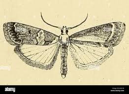 Attēlu rezultāti vaicājumam “Sciota adelphella”