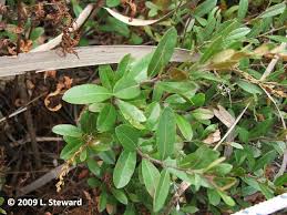 Attēlu rezultāti vaicājumam “Chamaedaphne calyculata”