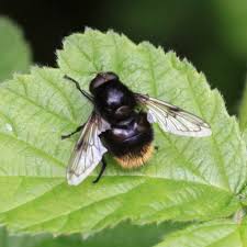 Attēlu rezultāti vaicājumam “Volucella bombylans”