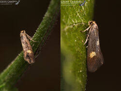 Attēlu rezultāti vaicājumam “Epermeniidae”