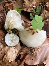 Attēlu rezultāti vaicājumam “Crepidotus applanatus”