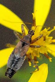 Attēlu rezultāti vaicājumam “Himacerus apterus”