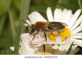 Attēlu rezultāti vaicājumam “Andrena haemorrhoa female”