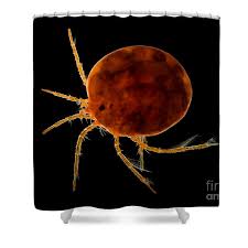 Attēlu rezultāti vaicājumam “Hydrachna”