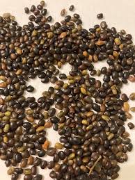 Attēlu rezultāti vaicājumam “Laburnum alpinum fruit”