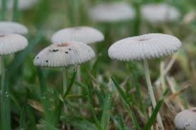 Attēlu rezultāti vaicājumam “Coprinus sp.”