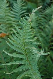 Attēlu rezultāti vaicājumam “Dryopteris affinis”