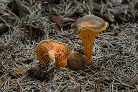 Attēlu rezultāti vaicājumam “Hygrophoropsis aurantiaca”