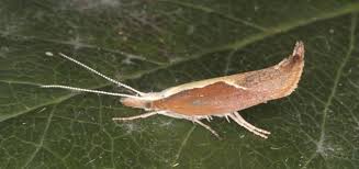 Attēlu rezultāti vaicājumam “Ypsolopha dentella”