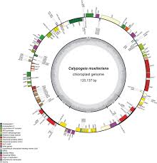 Attēlu rezultāti vaicājumam “Calypogeia azurea cells”