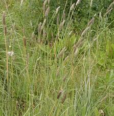 Attēlu rezultāti vaicājumam “Alopecurus pratensis”