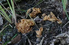 Attēlu rezultāti vaicājumam “Peziza vesiculosa”